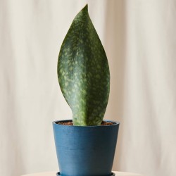 Whale Fin Sansevieria