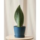 Whale Fin Sansevieria