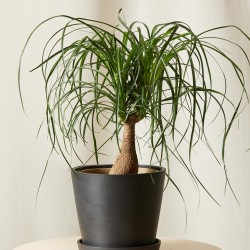 Ponytail Palm