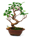 Bonsai