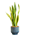 Snake Plants